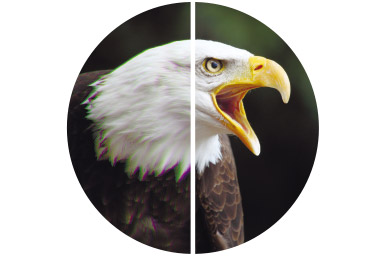 [photo] Screeching Bald Eagle circular portrait split in two with contrast-rich part of image on left