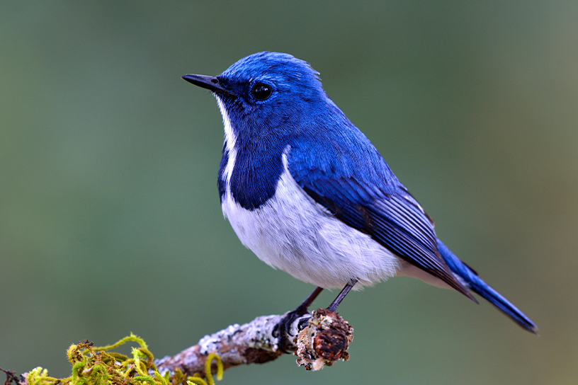 [photo] Outdoor Birdwatching